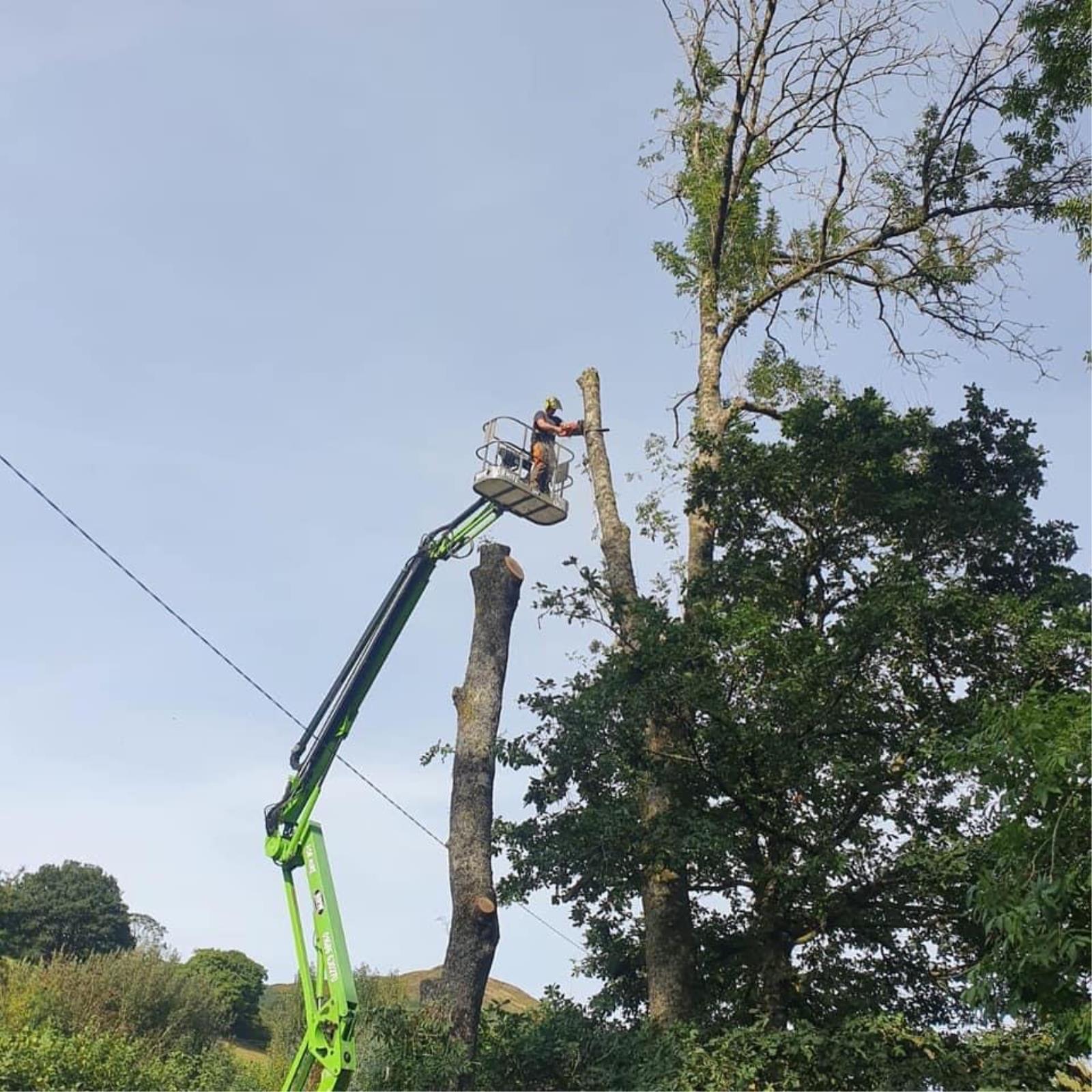 Rob hughes tree surgery and landscaping - RobHughesTreeSurgery1.jpeg